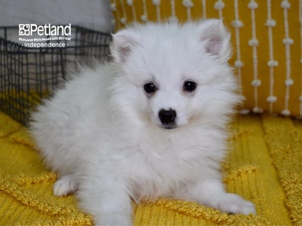 American Eskimo-DOG-Male-White-4871-Petland Independence, Missouri