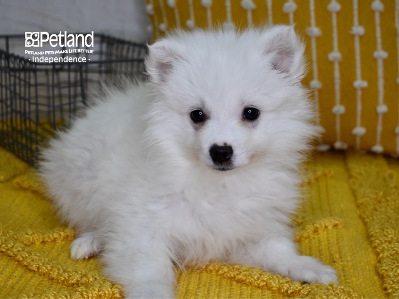 American Eskimo-DOG-Male-White-3520482-Petland Independence, Missouri