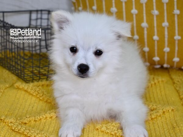 American Eskimo DOG Male White 4870 Petland Independence, Missouri