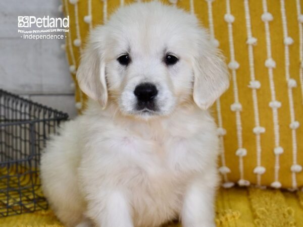 Golden Retriever DOG Female Light Golden 4897 Petland Independence, Missouri