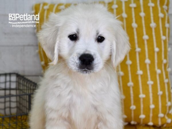 Golden Retriever-DOG-Male-Light Golden-4895-Petland Independence, Missouri