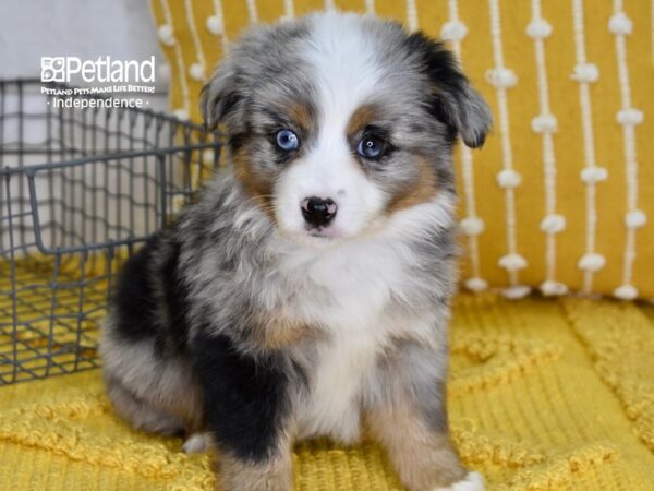 Toy Australian Shepherd-DOG-Male-Blue Merle-4899-Petland Independence & Lee's Summit, MO