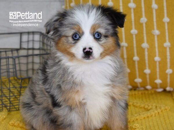 Toy Australian Shepherd DOG Female Blue Merle 4900 Petland Independence, Missouri