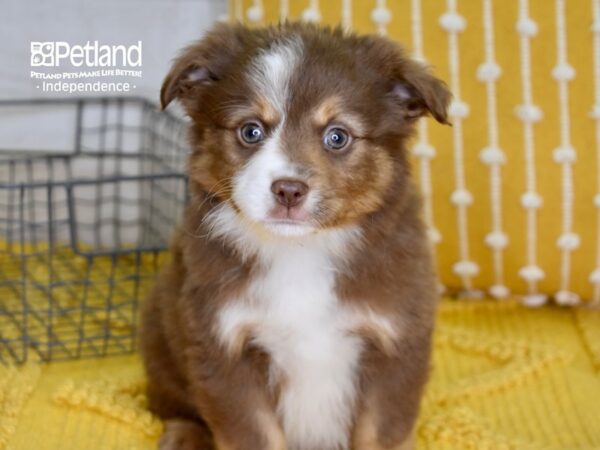 Toy Australian Shepherd-DOG-Male-Red Tri-4901-Petland Independence & Lee's Summit, MO