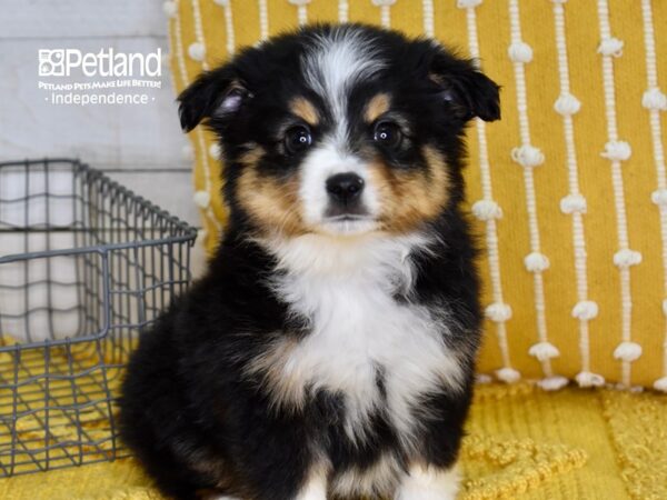 Toy Australian Shepherd-DOG-Male-Black Tri-4904-Petland Independence, Missouri