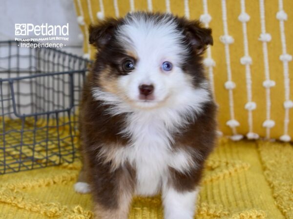 Toy Australian Shepherd DOG Female Red Tri 4903 Petland Independence, Missouri