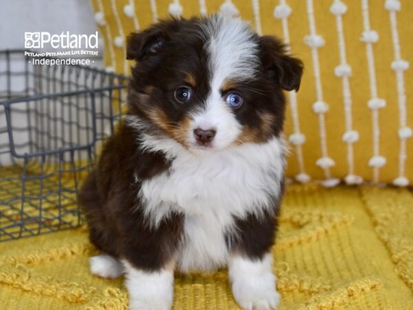 Toy Australian Shepherd DOG Female Red Tri 4902 Petland Independence, Missouri