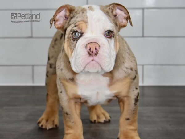 English Bulldog-DOG-Male-Chocolate Tri Merle-5008-Petland Independence, Missouri