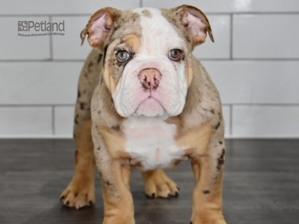 English Bulldog DOG Male Chocolate Tri Merle 5008 Petland Independence, Missouri