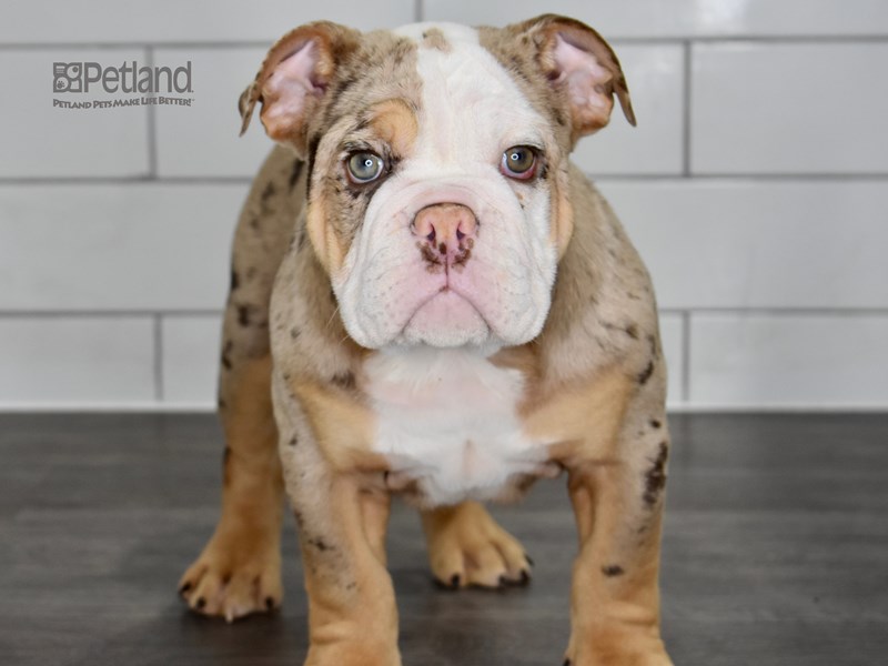 English Bulldog-DOG-Male-Chocolate Tri Merle-3531316-Petland Independence, Missouri