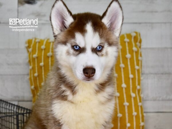 Siberian Husky DOG Male Red & White 4912 Petland Independence, Missouri