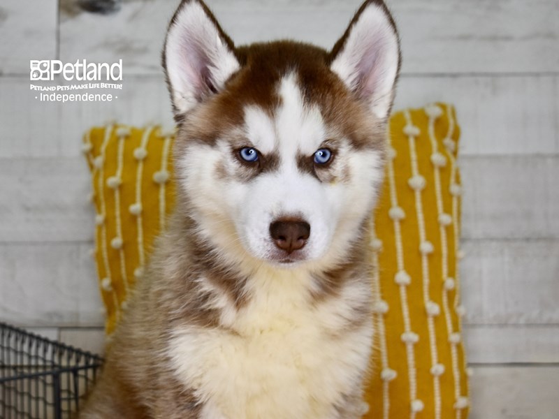 Siberian Husky-DOG-Male-Red & White-3555215-Petland Independence, Missouri