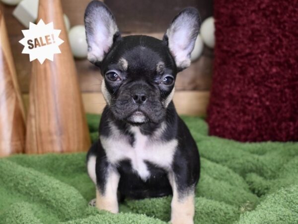 French Bulldog DOG Male Black & Tan 4713 Petland Independence, Missouri