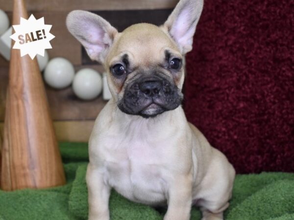 French Bulldog DOG Female Fawn 4715 Petland Independence, Missouri