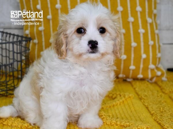 Cavachon DOG Female Cream & White 4919 Petland Independence, Missouri