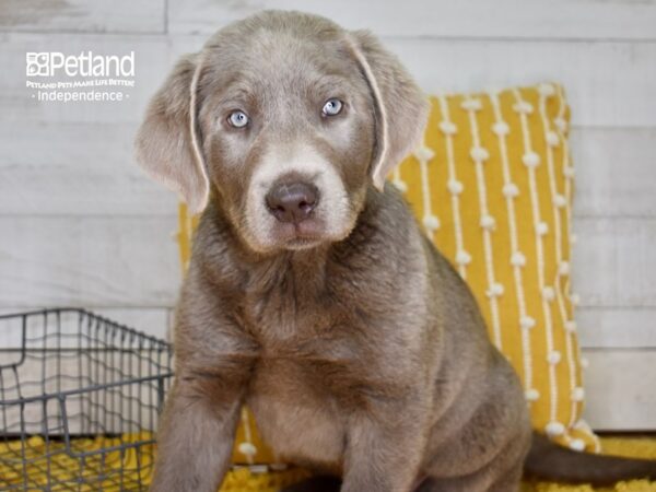 Labrador Retriever DOG Male Silver 4915 Petland Independence, Missouri