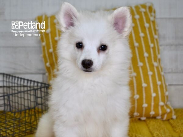 American Eskimo-DOG-Female-White-4909-Petland Independence, Missouri