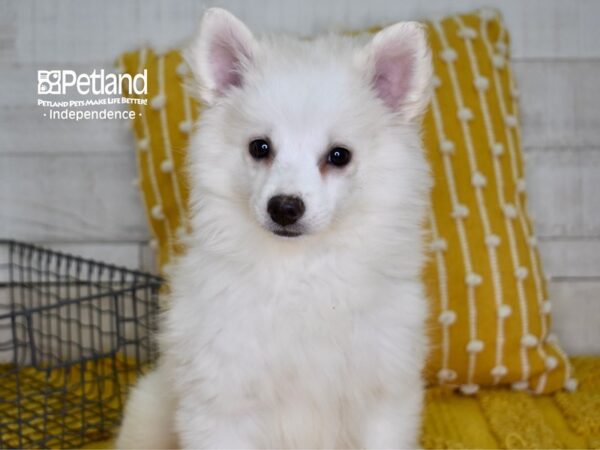 American Eskimo DOG Female White 4909 Petland Independence, Missouri