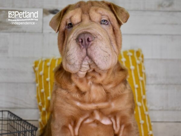 Bull-Pei DOG Male Lilac Dilute 4911 Petland Independence, Missouri