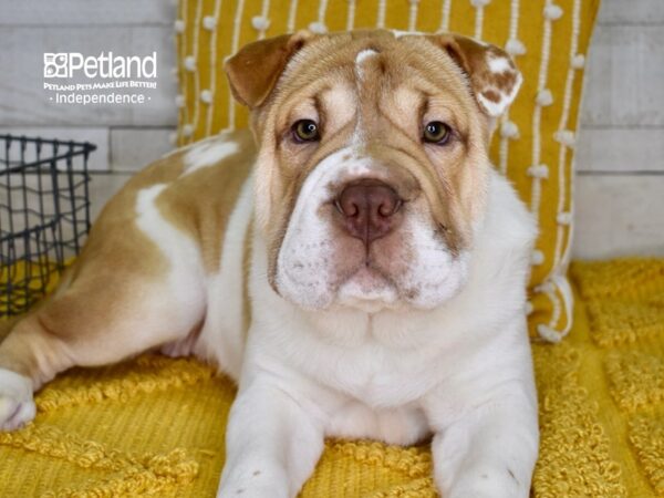 Bull-Pei-DOG-Female-Liver & White-4910-Petland Independence, Missouri