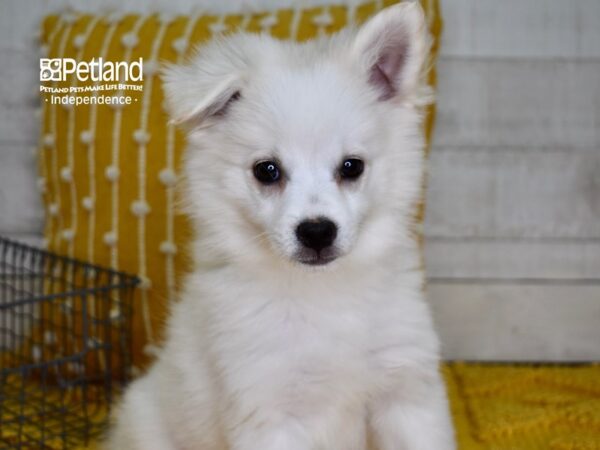 American Eskimo-DOG-Male-White-4908-Petland Independence, Missouri