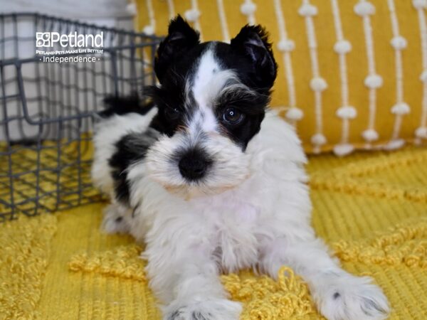 Miniature Schnauzer-DOG-Female-Black & White-4928-Petland Independence, Missouri