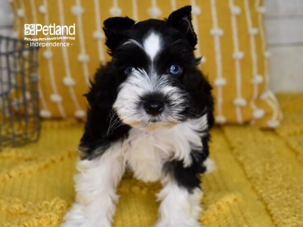 Miniature Schnauzer DOG Male Black & white 4927 Petland Independence, Missouri