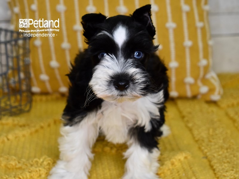 Miniature Schnauzer-DOG-Male-Black & white-3566069-Petland Independence, Missouri