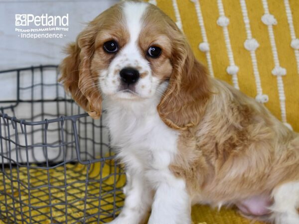 Cockalier-DOG-Female-Blenheim-4922-Petland Independence, Missouri