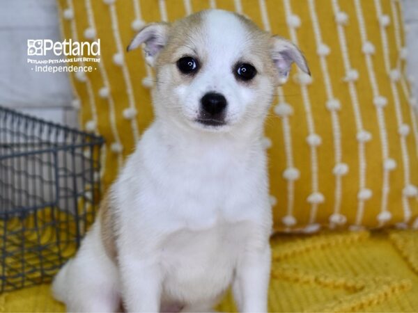 Pomchi DOG Female Cream & White 4924 Petland Independence, Missouri