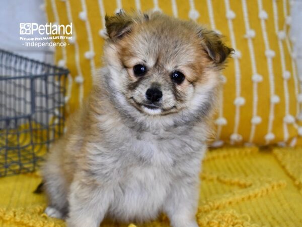 Pomchi DOG Male Sable 4925 Petland Independence, Missouri