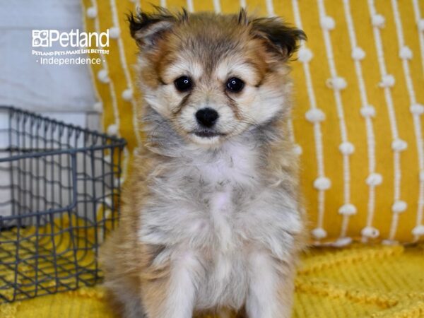 Pomchi DOG Female Sable 4926 Petland Independence, Missouri