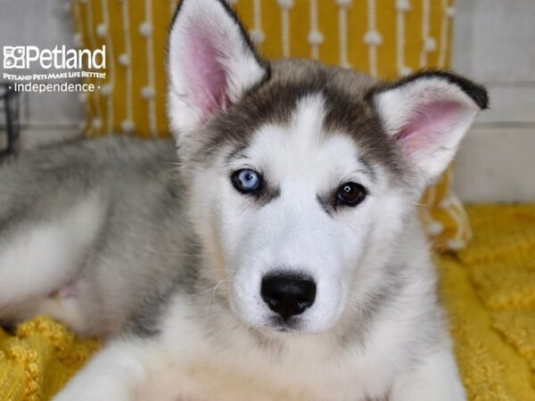 Siberian Husky-DOG-Male-Silver & White-4930-Petland Independence, Missouri