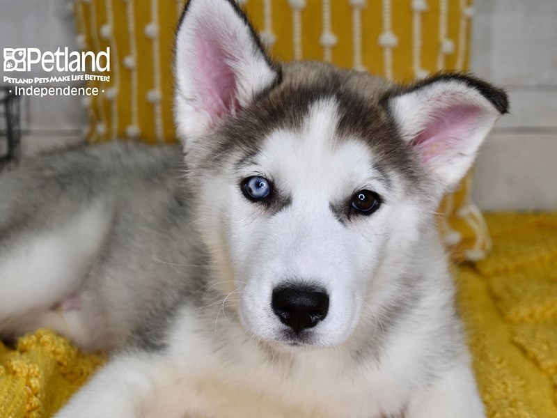 Siberian Husky-DOG-Male-Silver & White-3534170-Petland Independence, Missouri