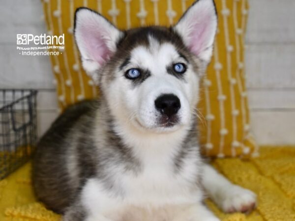 Siberian Husky DOG Male Silver & White 4931 Petland Independence, Missouri