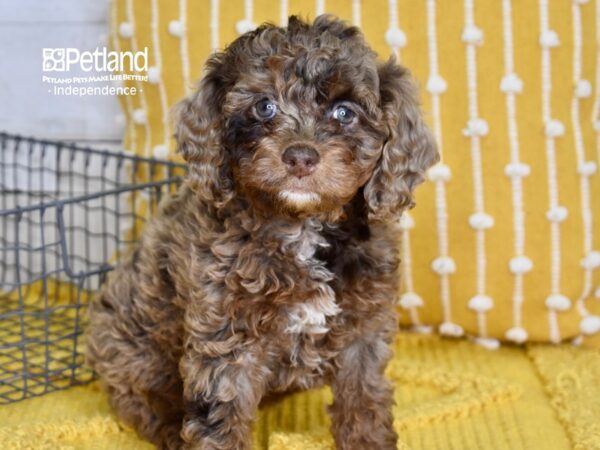 Cockapoo 2nd Generation DOG Female Chocolate Merle 4941 Petland Independence, Missouri