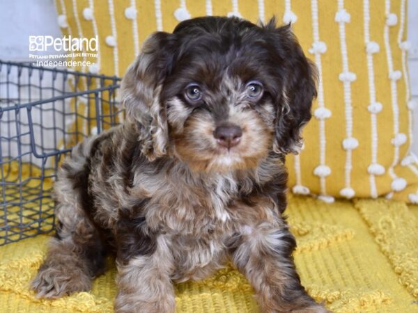 Cockapoo 2nd Generation DOG Male Chocolate Merle 4940 Petland Independence, Missouri