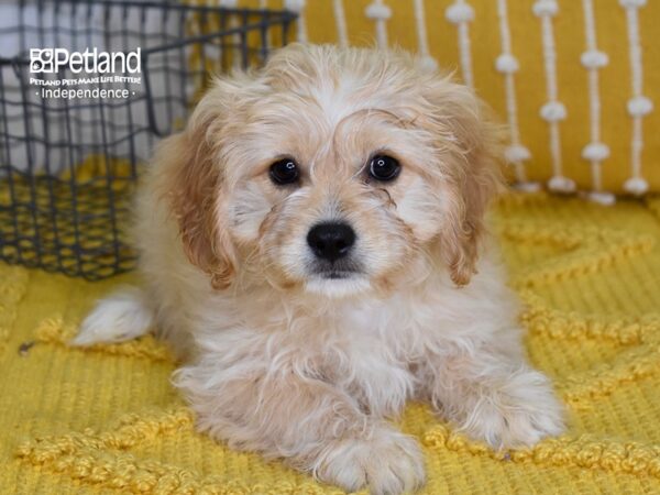 Cavachon DOG Male Buff 4936 Petland Independence, Missouri