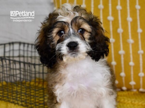 Cockapoo-DOG-Male-Sable & White-4934-Petland Independence, Missouri