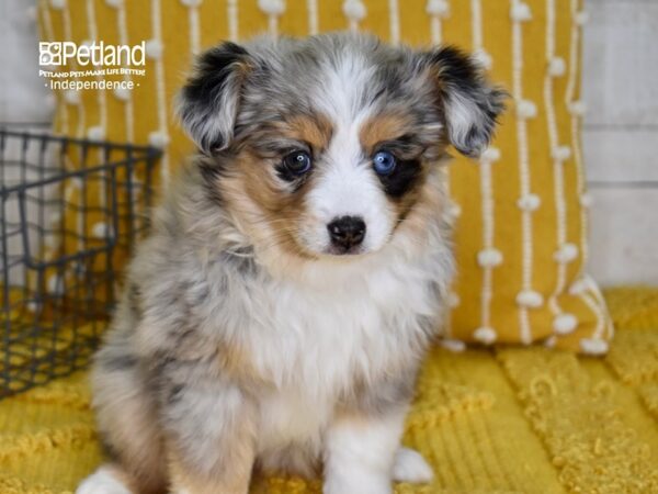 Toy Australian Shepherd DOG Female Blue Merle 4938 Petland Independence, Missouri