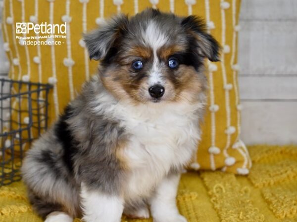 Toy Australian Shepherd DOG Female Blue Merle 4939 Petland Independence, Missouri