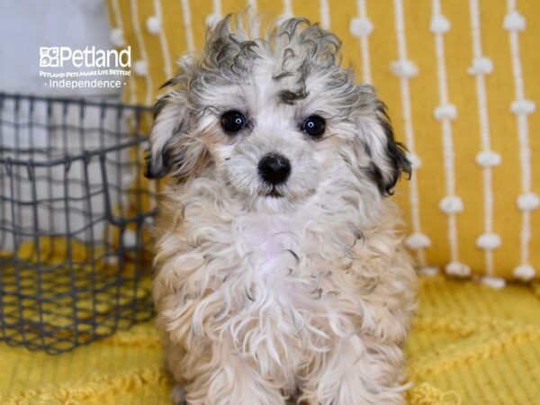 Toy Poodle DOG Female Sable 4906 Petland Independence, Missouri