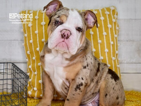 English Bulldog-DOG-Male-Chocolate Tri Merle-4921-Petland Independence, Missouri