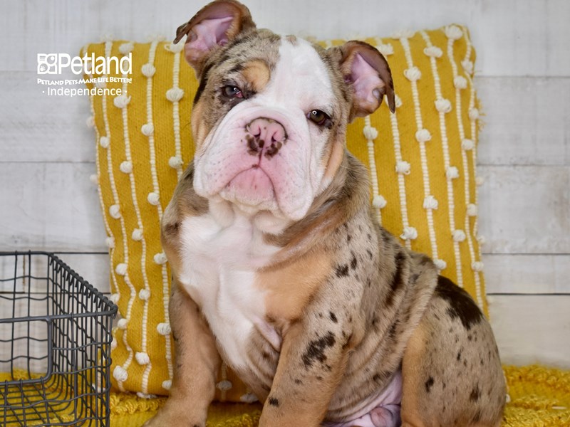 English Bulldog-DOG-Male-Chocolate Tri Merle-3562952-Petland Independence, Missouri