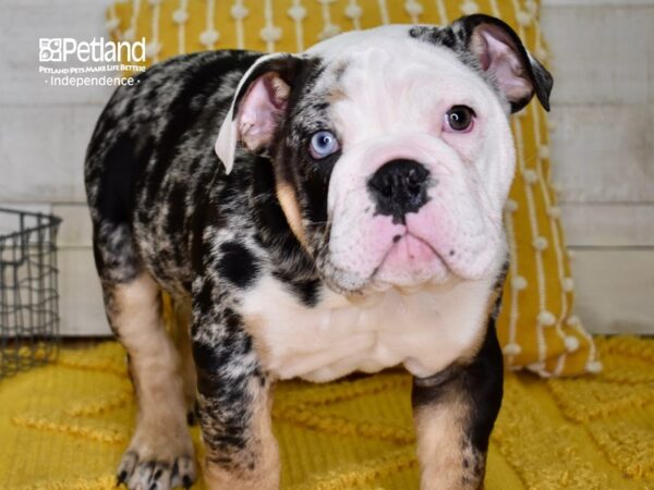 English Bulldog DOG Male Blue Tri Merle 4869 Petland Independence, Missouri