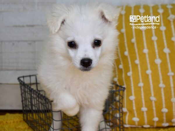 American Eskimo DOG Female White 4960 Petland Independence, Missouri