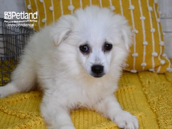 American Eskimo-DOG-Male-White-4959-Petland Independence, Missouri