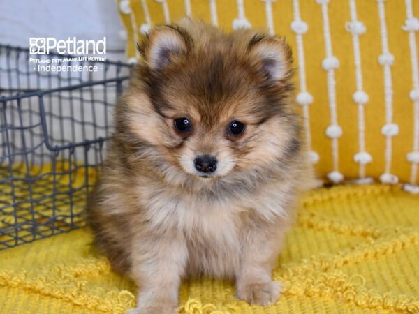 Pomeranian DOG Female Sable 4958 Petland Independence, Missouri