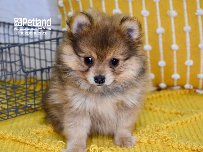 Pomeranian-DOG-Female-Sable-3587188-Petland Independence, Missouri