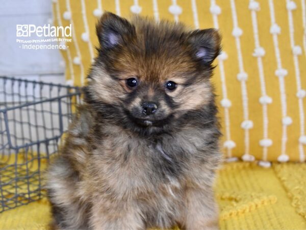 Pomeranian DOG Male Sable 4957 Petland Independence, Missouri